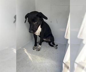 Labrador Retriever-Unknown Mix Dogs for adoption in Houston, TX, USA