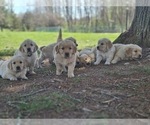 Small #1 Golden Retriever