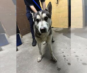 Siberian Husky Dogs for adoption in Stockton, CA, USA