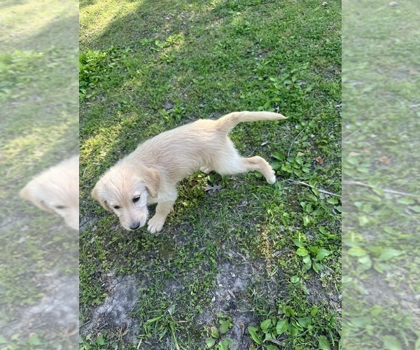 Medium Photo #47 Labradoodle Puppy For Sale in KIRKSVILLE, MO, USA