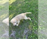 Small Photo #47 Labradoodle Puppy For Sale in KIRKSVILLE, MO, USA