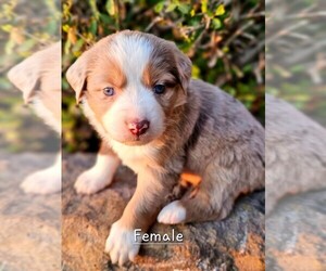 Miniature Australian Shepherd Puppy for sale in TAYLOR, TX, USA