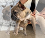 Small Photo #13 French Bulldog Puppy For Sale in SMYRNA, GA, USA