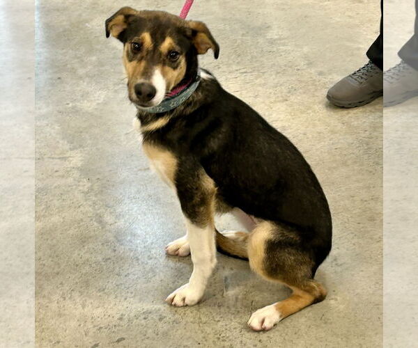 Medium Photo #3 Whipbeagle Puppy For Sale in Batavia, OH, USA