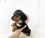 Small #2 Dachshund