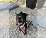 Small #3 American Pit Bull Terrier Mix