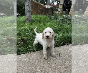 Labradoodle-Poodle (Standard) Mix Puppy for Sale in ARLINGTON, Texas USA