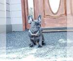 Small Photo #4 French Bulldog Puppy For Sale in MARYSVILLE, WA, USA