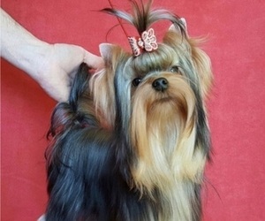 Mother of the Yorkshire Terrier puppies born on 07/23/2025