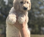 Puppy Brown Collar Goldendoodle