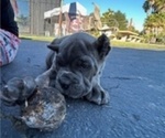 Small #2 Cane Corso