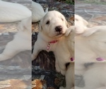 Small Photo #9 Golden Pyrenees-Great Pyrenees Mix Puppy For Sale in RAVENNA, MI, USA