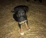 Small #3 Australian Shepherd-German Shepherd Dog Mix