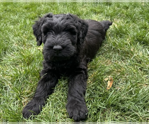 Medium Photo #1 Schnauzer (Giant) Puppy For Sale in BOISE, ID, USA