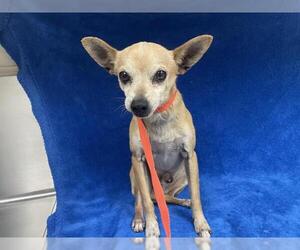 Chihuahua Dogs for adoption in HESPERIA, CA, USA
