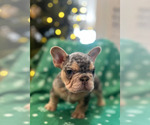 Small #2 French Bulldog