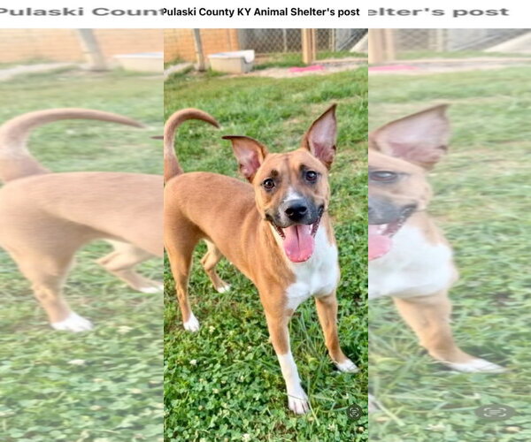 Medium Photo #1 Boxador Puppy For Sale in Crystal, MN, USA