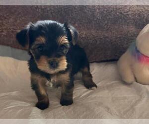 Yorkshire Terrier Puppy for sale in TEMECULA, CA, USA