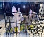 Small Photo #5 French Bulldog Puppy For Sale in MONTEBELLO, CA, USA