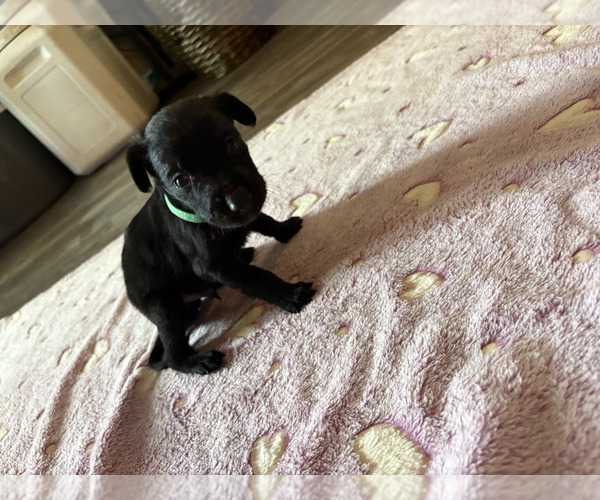 Medium Photo #4 Dutch Shepherd -Golden Retriever Mix Puppy For Sale in LAS VEGAS, NV, USA