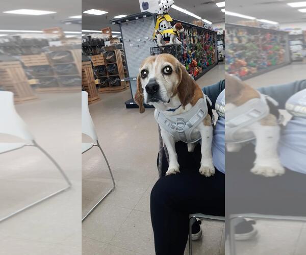 Medium Photo #5 Beagle Puppy For Sale in Rootstown, OH, USA