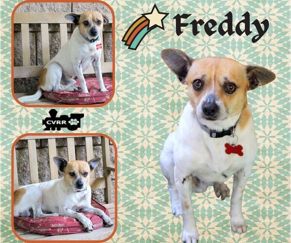 Medium Photo #1 Jack Russell Terrier-Unknown Mix Puppy For Sale in Lindsay, CA, USA