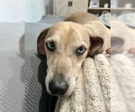 Small #5 Mutt