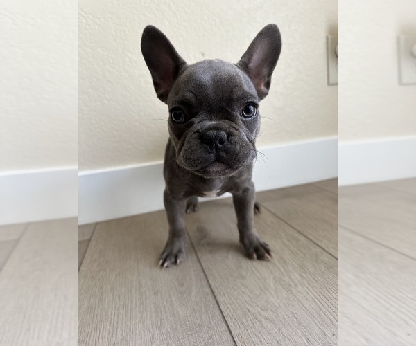 Medium Photo #2 French Bulldog Puppy For Sale in BAKERSFIELD, CA, USA