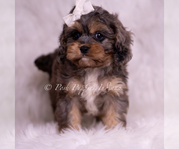 Medium Photo #100 Cavapoo (Miniature) Puppy For Sale in WARSAW, IN, USA