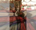 Small #6 Boston Terrier