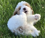 Small #4 Cavapoo