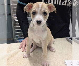 Chihuahua-Unknown Mix Dogs for adoption in Chico, CA, USA