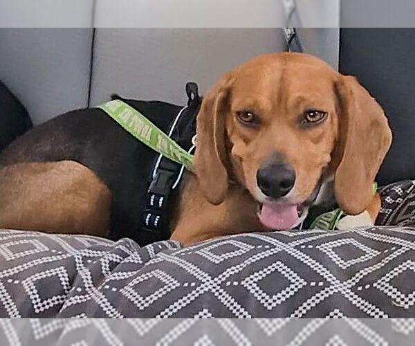 Medium Photo #6 Beagle Puppy For Sale in Dunnellon, FL, USA