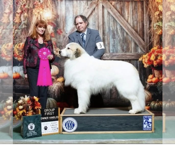 Medium Photo #1 Great Pyrenees Puppy For Sale in CINCINNATI, OH, USA