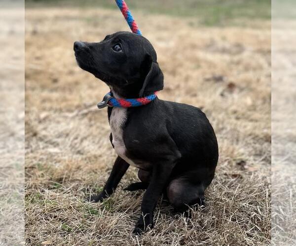 Medium Photo #3 Chihuahua-Unknown Mix Puppy For Sale in Yardley, PA, USA
