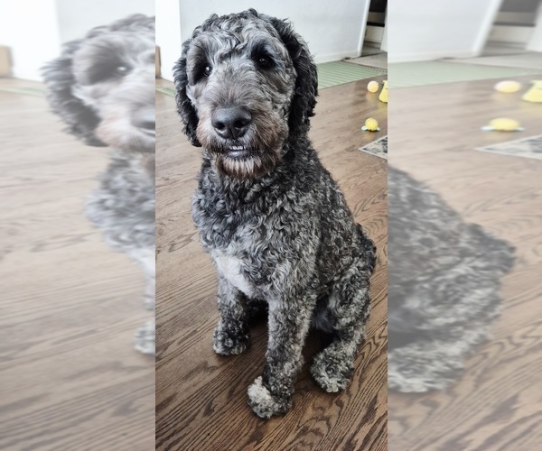 Medium Photo #2 Labradoodle Puppy For Sale in CHICAGO, IL, USA