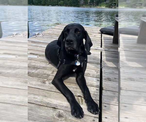 Medium Photo #1 German Shorthaired Pointer-Unknown Mix Puppy For Sale in Spotsylvania, VA, USA