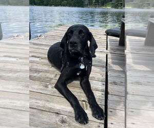 German Shorthaired Pointer-Unknown Mix Dogs for adoption in Spotsylvania, VA, USA