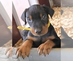 Puppy Gonzo Doberman Pinscher
