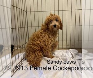 Cockapoo Dogs for adoption in Studio City, CA, USA