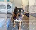 Small #1 American Pit Bull Terrier Mix