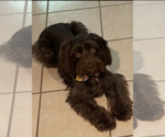 Small Photo #1 Schnauzer (Miniature) Puppy For Sale in HOUSTON, TX, USA