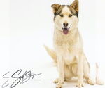 Small Huskies  Mix