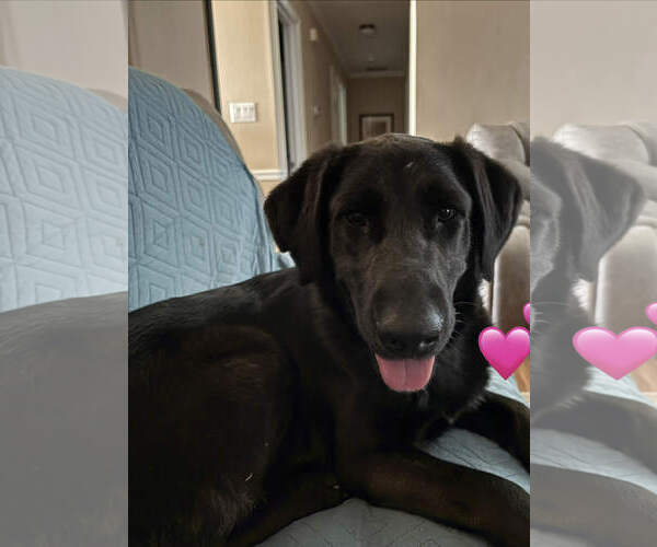 Medium Photo #2 Shepradors Puppy For Sale in Thomasville, NC, USA