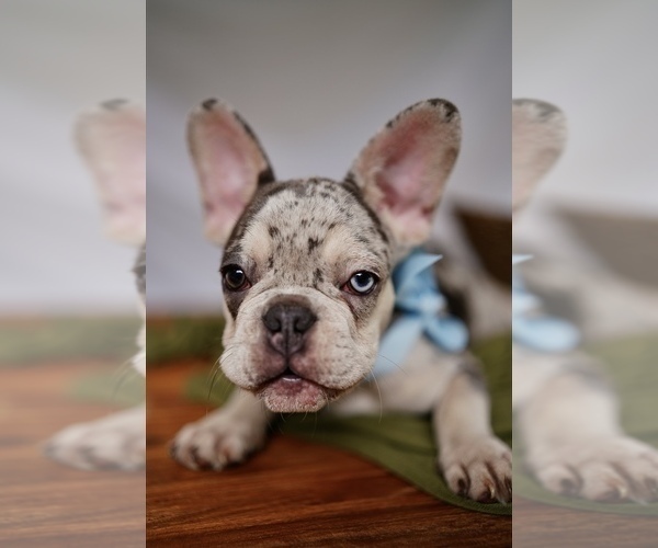 Medium Photo #1 French Bulldog Puppy For Sale in SUWANEE, GA, USA