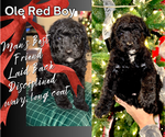 Puppy Ole Red Boy Aussiedoodle
