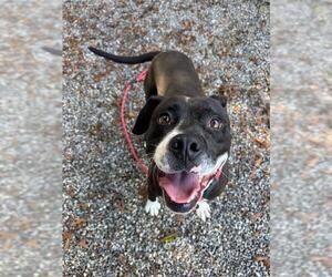 American Pit Bull Terrier-Unknown Mix Dogs for adoption in Palmetto, FL, USA