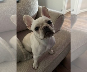 Mother of the French Bulldog puppies born on 05/02/2025