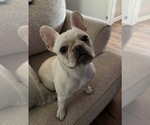 Small Photo #1 French Bulldog Puppy For Sale in HIGH POINT, NC, USA