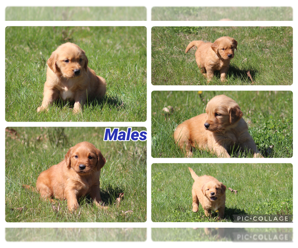 Medium Photo #4 Golden Retriever Puppy For Sale in MIDDLEBURG, PA, USA